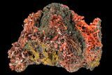 Bright Orange Crocoite Crystal Cluster - Tasmania #127945-1
